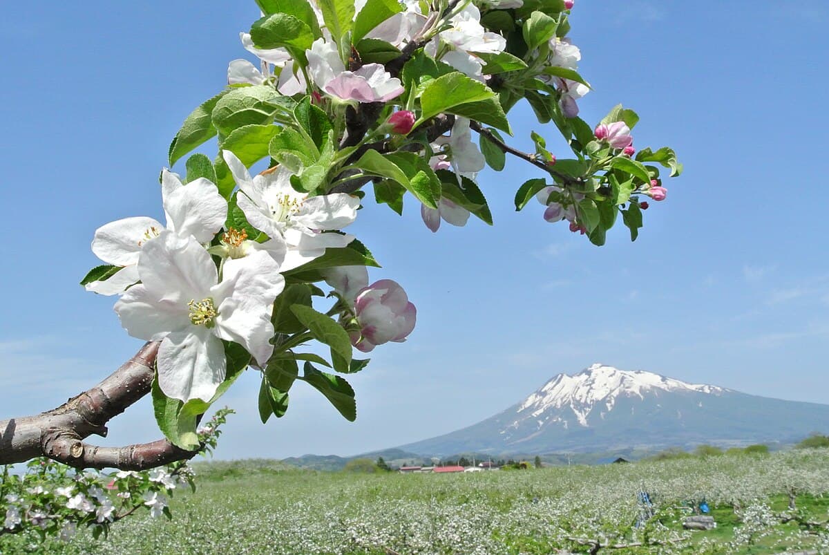 Aomori — Tour in Japan