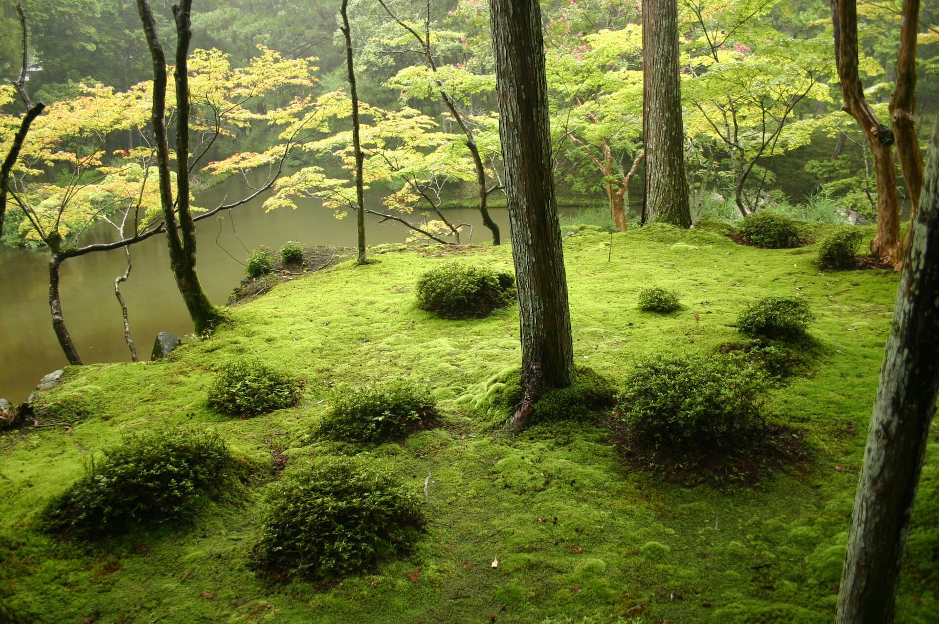 Japanese garden