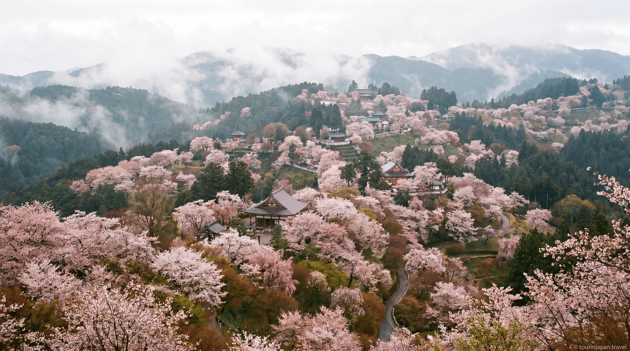 Featured image for Yoshino Mountain Cherry Blossoms: 30,000 Trees in One View with discreet tourinjapan.travel mark