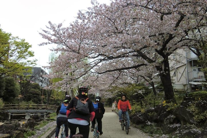 Tokyo by Bike: Skytree, Kiyosumi Garden and Sumo Stadium — photo 4
