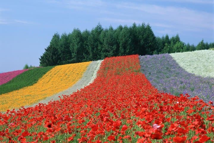 Furano & Biei Full-Day Private Car & Guide Tour from Sapporo — photo 2