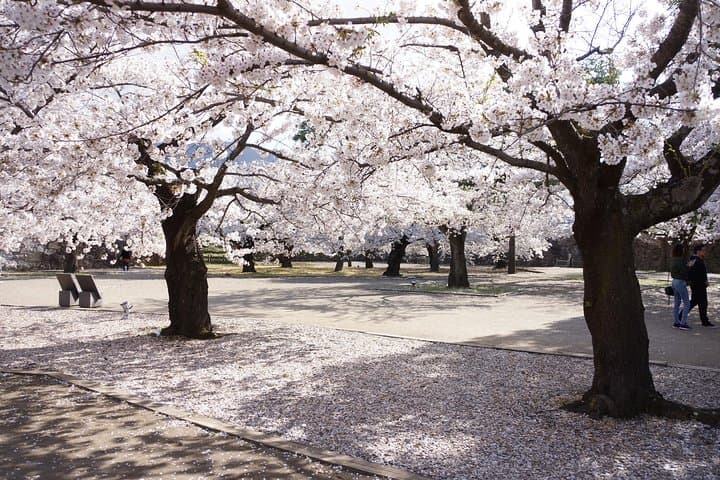 Nagano Spring: 1-Day Cherry Blossoms & Snow Monkeys Guided Tour — photo 7