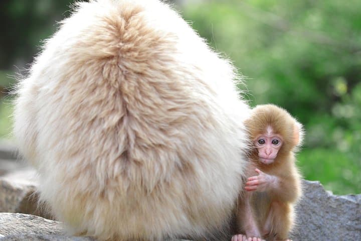 Nagano Spring: 1-Day Cherry Blossoms & Snow Monkeys Guided Tour — photo 6