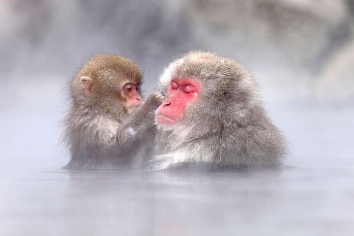 1-Day Snow Monkeys, Zenko-ji Temple & Sake in Nagano — photo 2