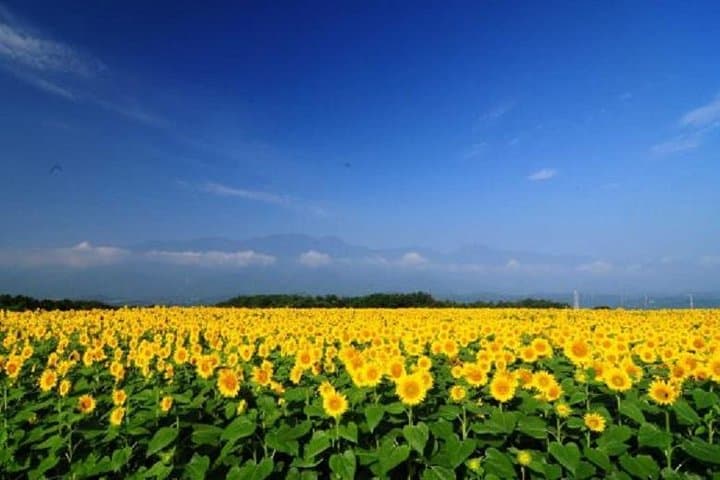 Sunflower Fields Day Trip with Peach Picking from Tokyo — photo 2