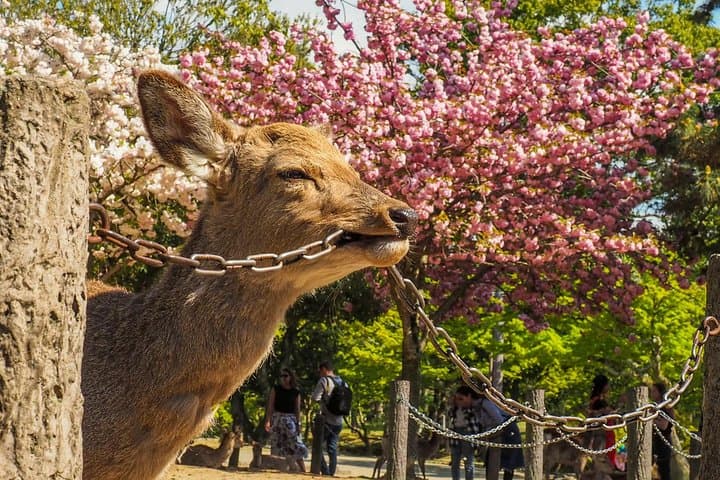 Osaka to Nara Day Trip with a Local – Private & Personalized — photo 2