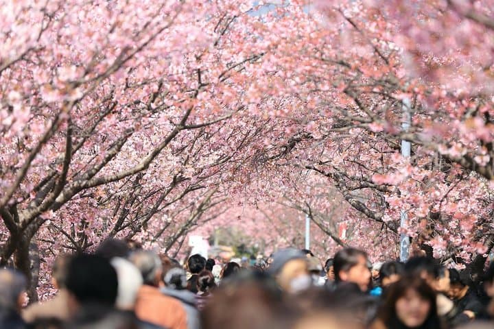 Tokyo Private Cherry Blossom Tour with a Local – Picnic Included — photo 3