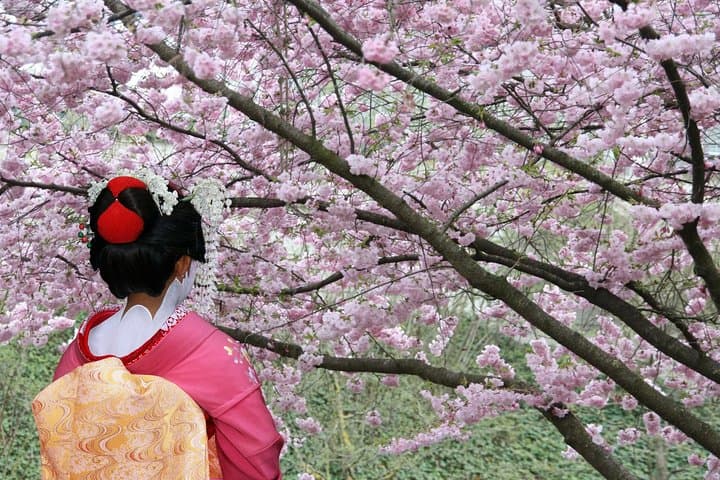 Tokyo Private Cherry Blossom Tour with a Local – Picnic Included — photo 8