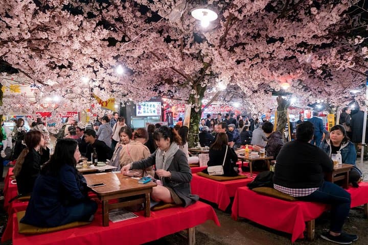 Private & Unique Kyoto Cherry Blossom "Sakura" Experience — photo 2