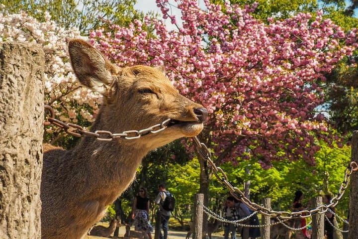 Osaka Private Cherry Blossom Tour with a Local – Picnic Included — photo 7