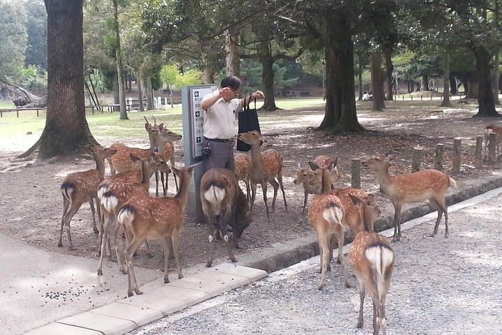 Nara Todaiji Lazy Bird Walking Tour — photo 5