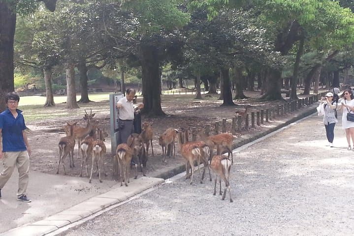 Fushimi Inari & Nara Highlights Walking Tour — photo 6