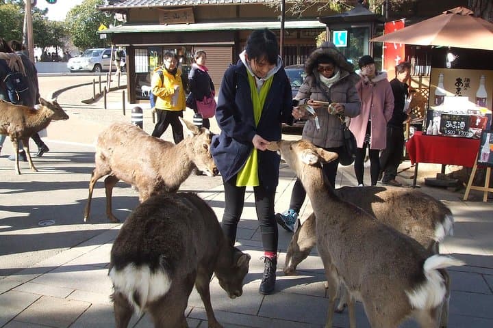 Exploring Nara — photo 4