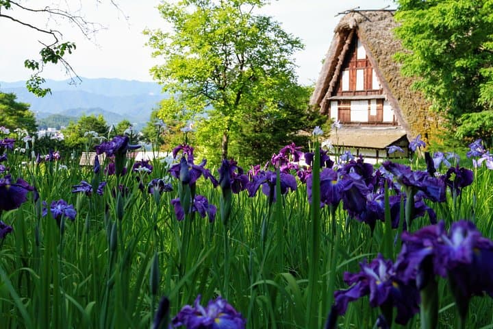 Private Tour Kanazawa, Shirakawago, Hida Furukawa,Takayama — photo 11