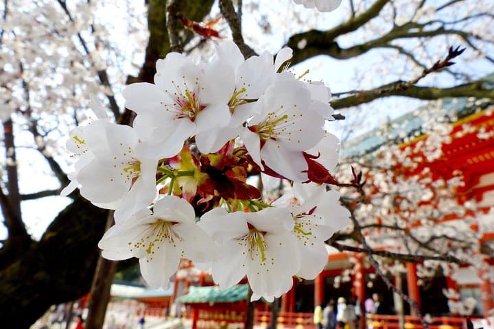 Tokyo Private Cherry Blossom Tour with a Local – Picnic Included — photo 11