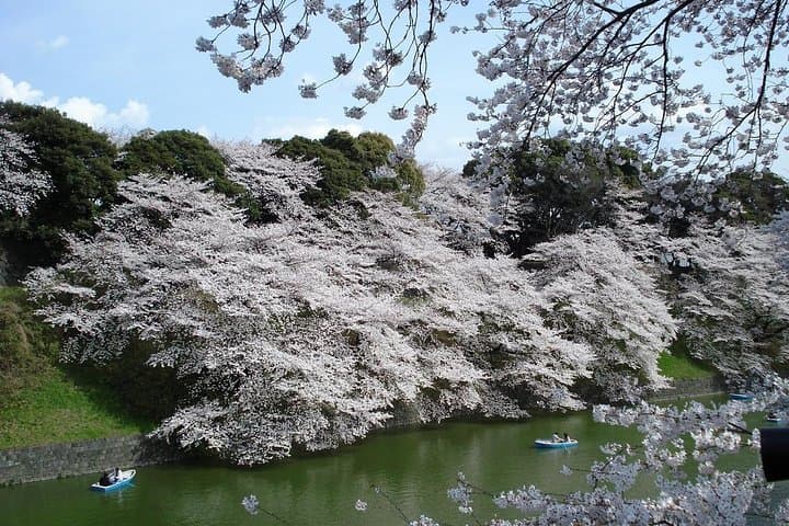 Tokyo Private Cherry Blossom Tour with a Local – Picnic Included — photo 12