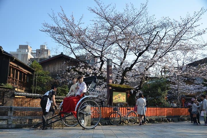 Tokyo Private Cherry Blossom Tour with a Local – Picnic Included — photo 13