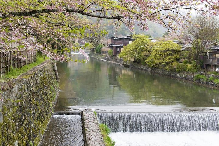 Tokyo Private Cherry Blossom Tour with a Local – Picnic Included — photo 19