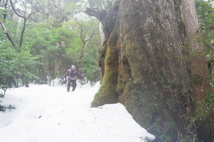 Granite Obelisk in Yakushima Full-Day Trekking Tour — photo 2
