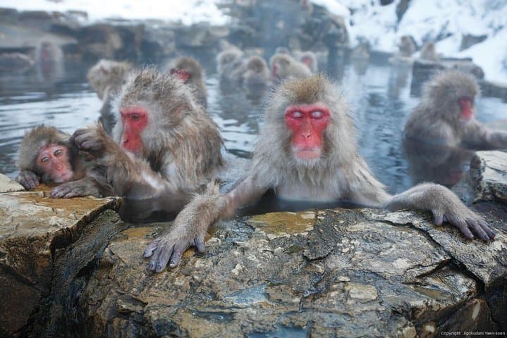 Full Day Snow Monkey Park Tour, From/To Tokyo, 2-12 guests — photo 3