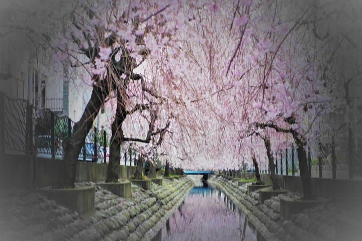 Flower viewing tour in Spring — photo 2