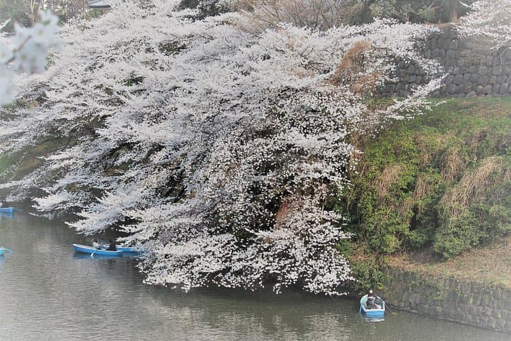 Flower viewing tour in Spring — photo 3