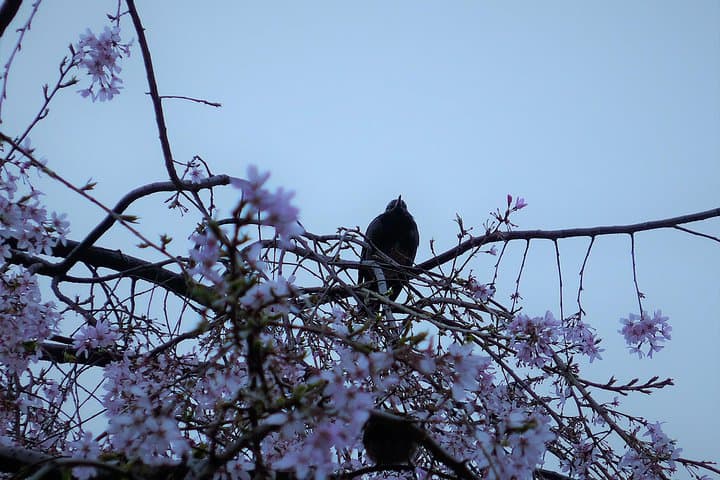 Flower viewing tour in Spring — photo 4