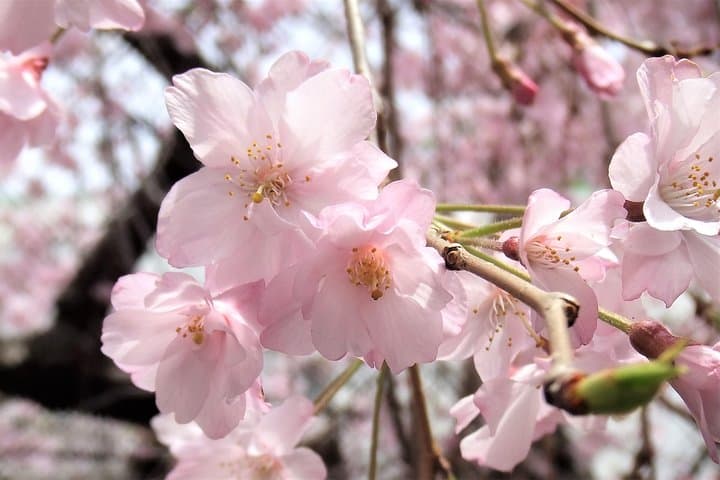 Flower viewing tour in Spring — photo 5