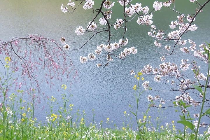 Flower viewing tour in Spring — photo 7