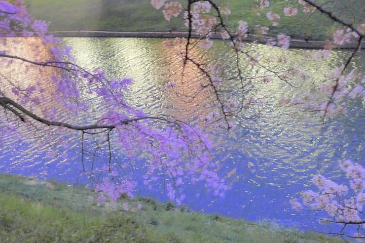 Flower viewing tour in Spring — photo 8