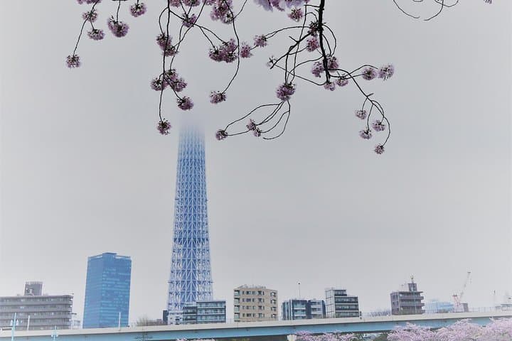 Flower viewing tour in Spring — photo 9