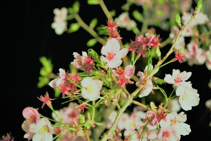 Flower viewing tour in Spring — photo 6