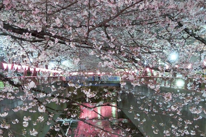 Flower viewing tour in Spring — photo 10
