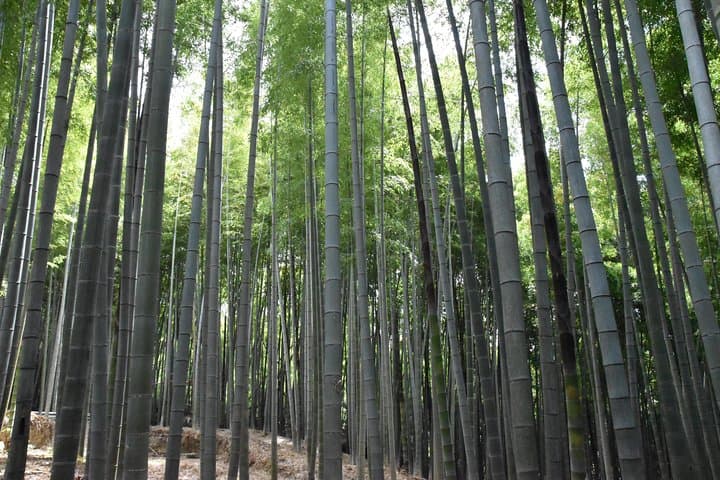 Inside of Fushimi Inari - exploring and lunch with locals — photo 13