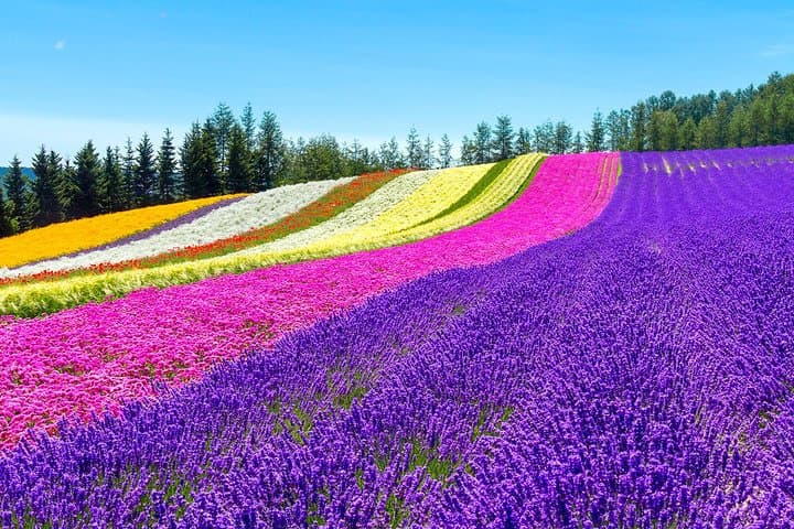 Hokkaido Highlights of Flower Blossom, Asahiyama Zoo& Blue pond「Aoi-ike」! — photo 6