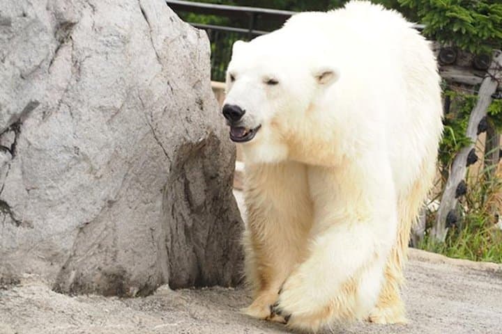 Hokkaido Highlights of Flower Blossom, Asahiyama Zoo& Blue pond「Aoi-ike」! — photo 9