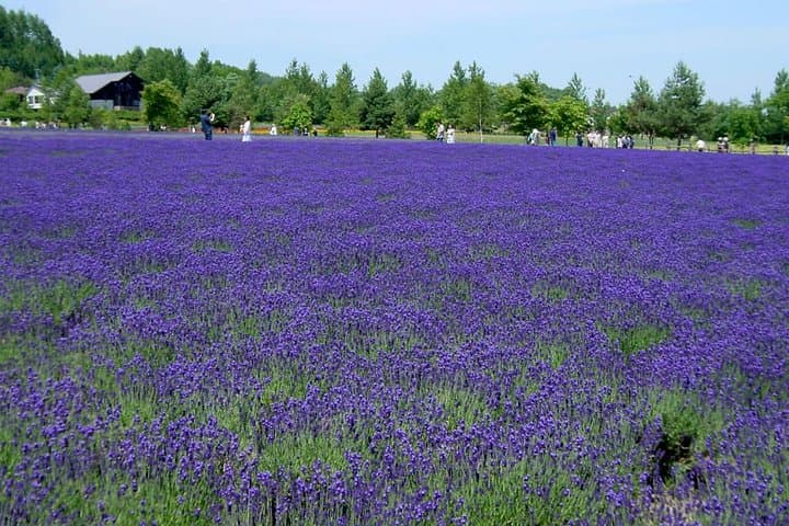 A Relaxing Day for Furano, Biei Blue Pond& Local Curry Lunch in Hokkaido! — photo 3