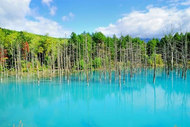 A Relaxing Day for Furano, Biei Blue Pond& Local Curry Lunch in Hokkaido! — photo 6