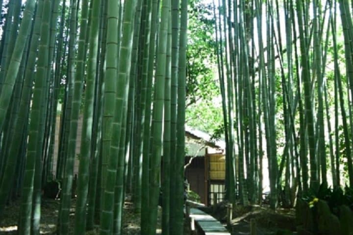 Kamakura Private Tour by Public Transportation — photo 2