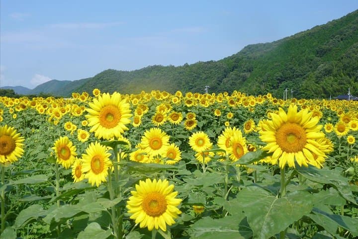 Okayama Day Trip: Nanko Sunflower Field and Peach Picking — photo 4