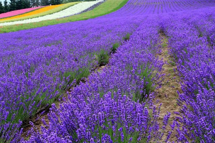 Hokkaido Furano Lavender Farm and Blue Pond Day Trip from Sapporo