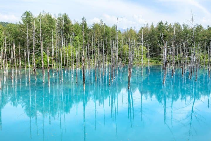Hokkaido Furano Lavender Farm and Blue Pond Day Trip from Sapporo — photo 2