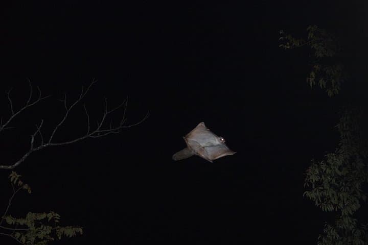 Wild Japanese Flying Squirrel Watching Tour in Nagano — photo 6