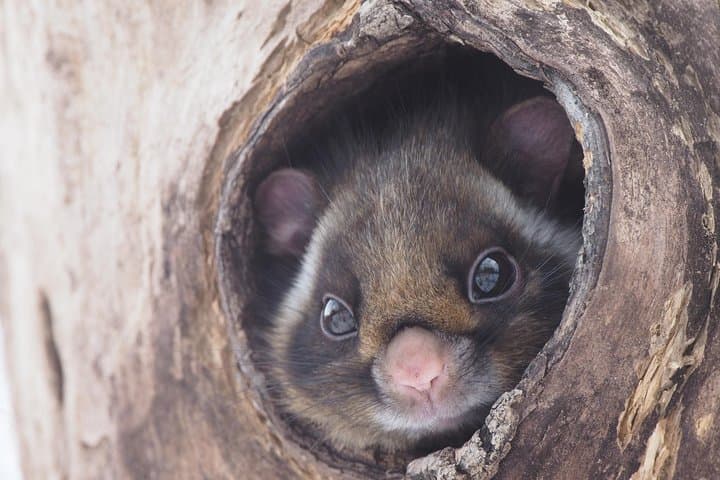 Wild Japanese Flying Squirrel Watching Tour in Nagano — photo 4