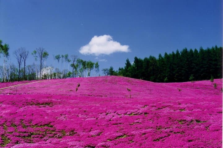 Hokkaido Flower Tour: Takinoue Shibazakura & Kamiyubetsu Tulips — photo 3