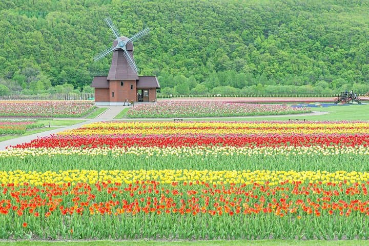 Hokkaido Flower Tour: Takinoue Shibazakura & Kamiyubetsu Tulips — photo 8