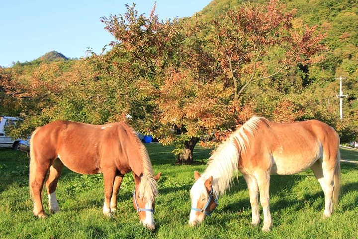 Horseback-Riding in a Country Side in Sapporo - Private Transfer is Included — photo 5