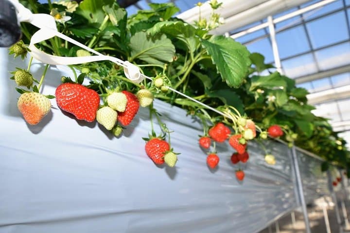 Strawberry Picking and Snow experience at Mt Fuji ski resort for VIP — photo 2