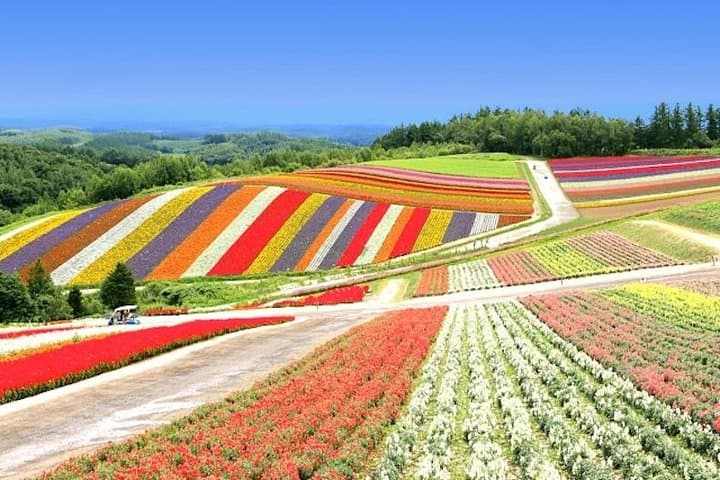 2026 Biei Blue Pond "Aoi-Ike", Asahiyama Zoo and Farm Tomita — photo 7