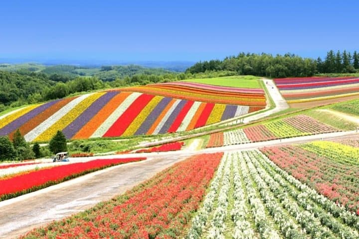 A Relaxing Day for Furano, Biei Blue Pond& Local Curry Lunch in Hokkaido! — photo 7